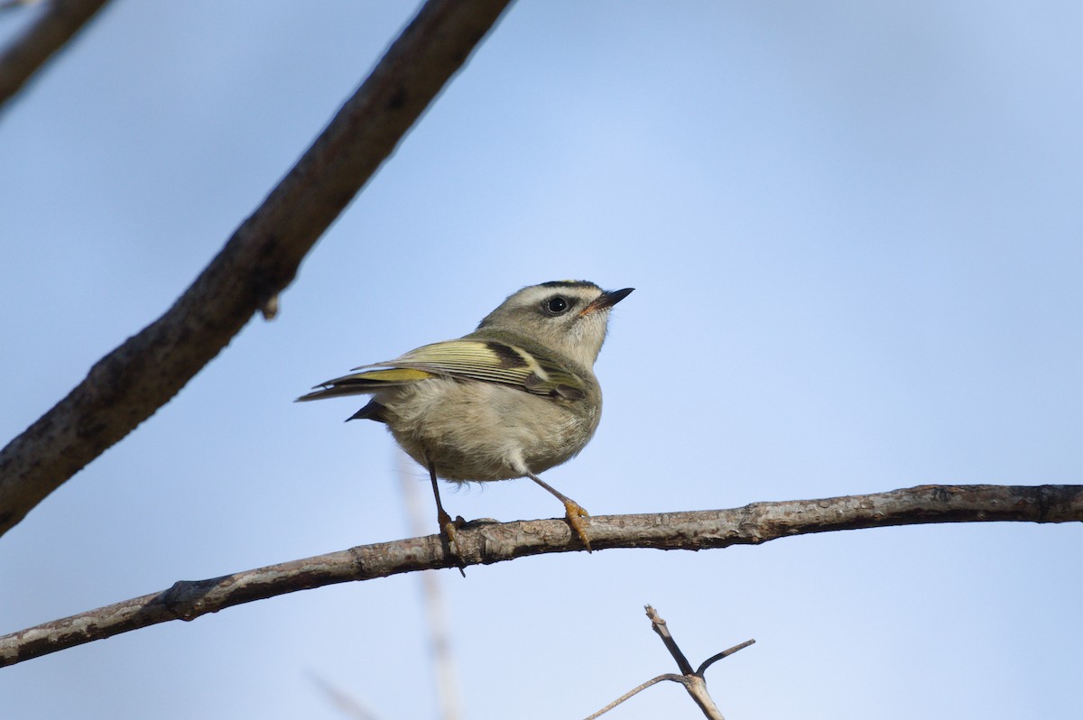Golden-crowned Kinglet - ML644185988