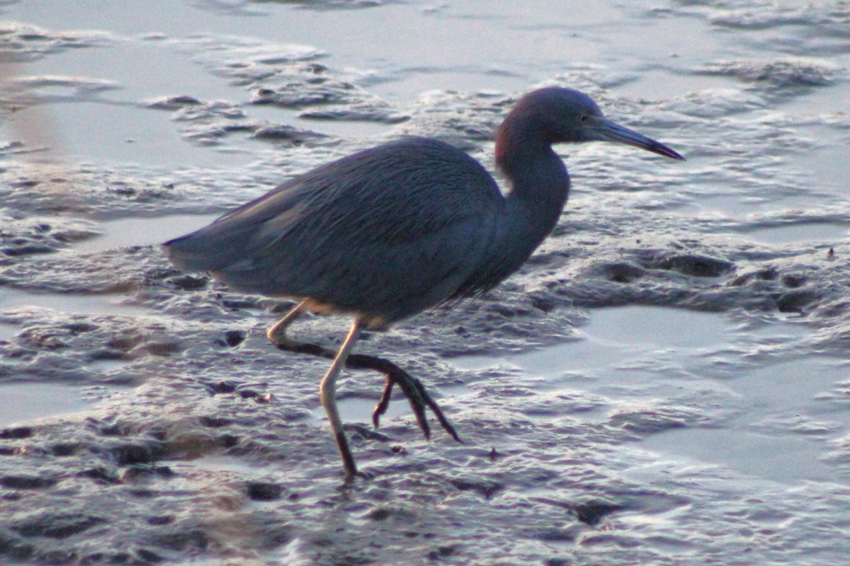 Little Blue Heron - ML644185997