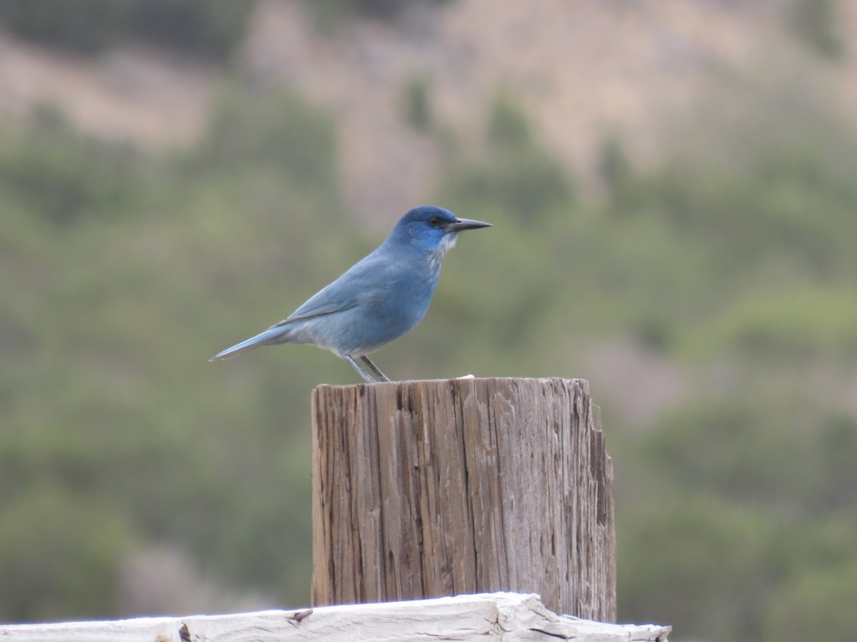 Pinyon Jay - ML644186054