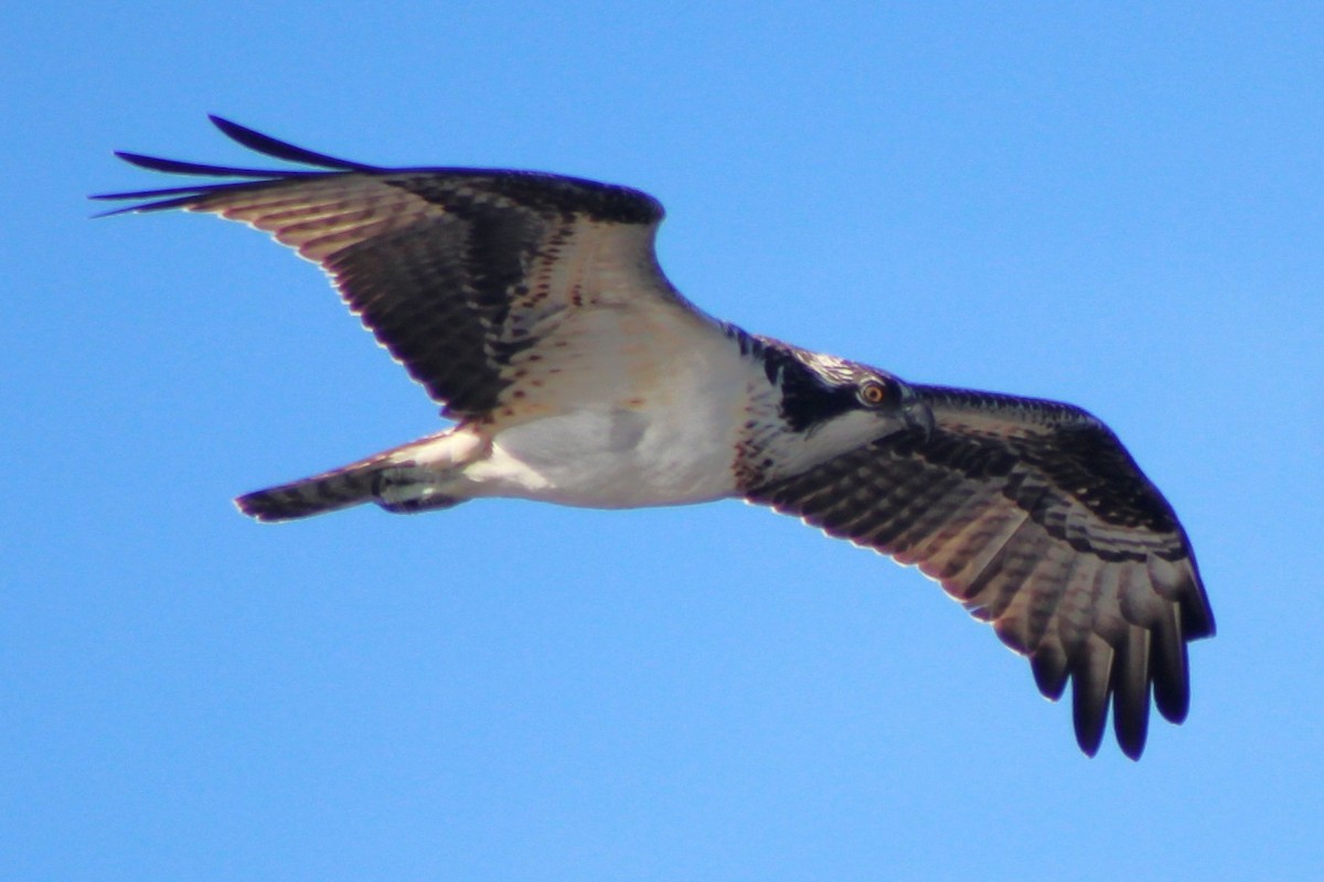 Osprey - ML644186081