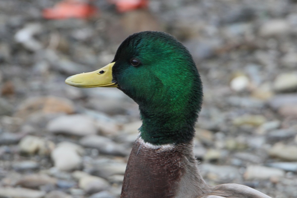 Mallard - ML644186106