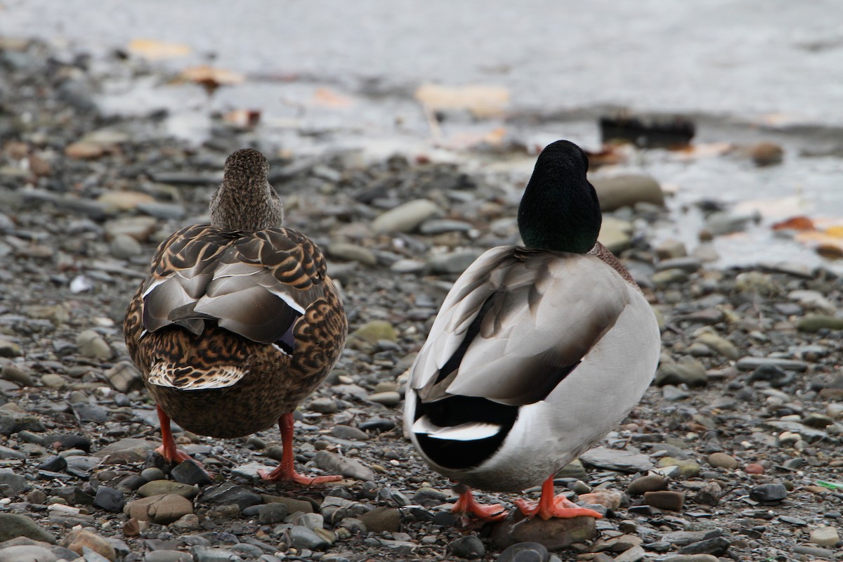 Mallard - ML644186107