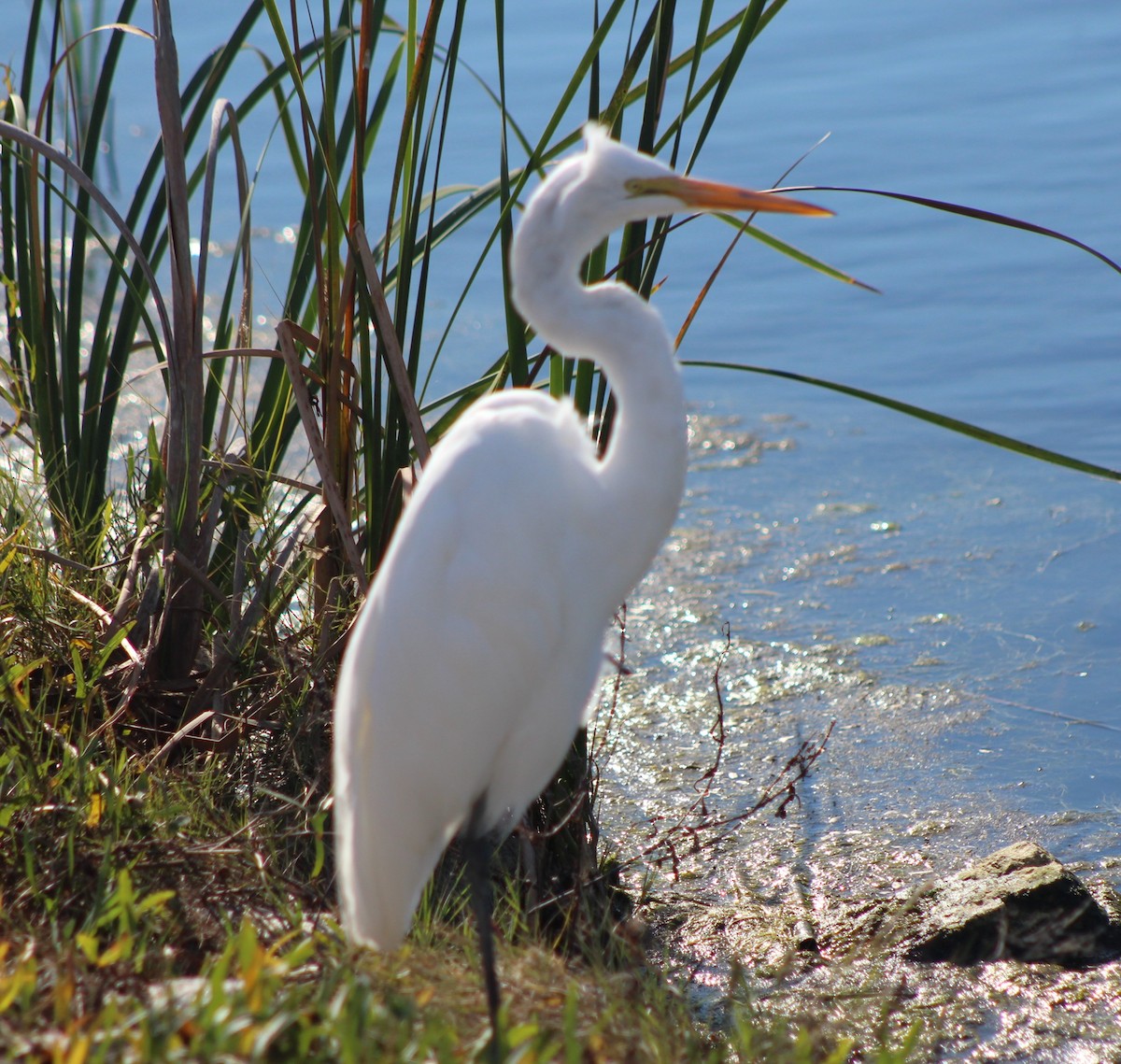 Great Egret - ML644186108