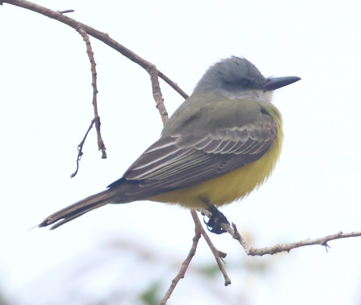 Tropical Kingbird - ML644186134