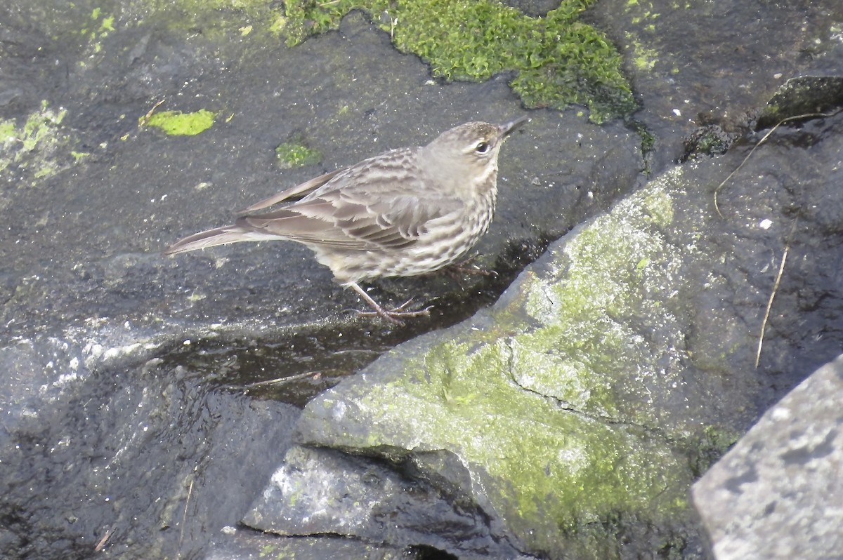Rock Pipit - ML644186137