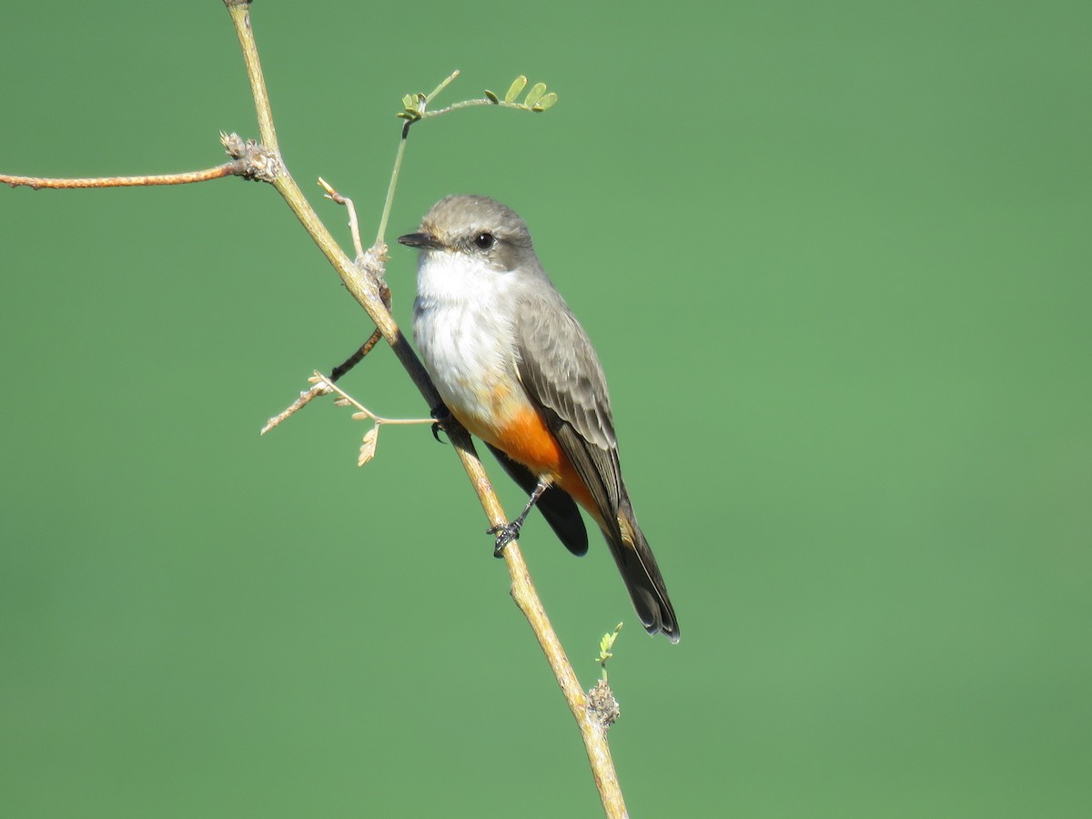 Vermilion Flycatcher - ML644186142
