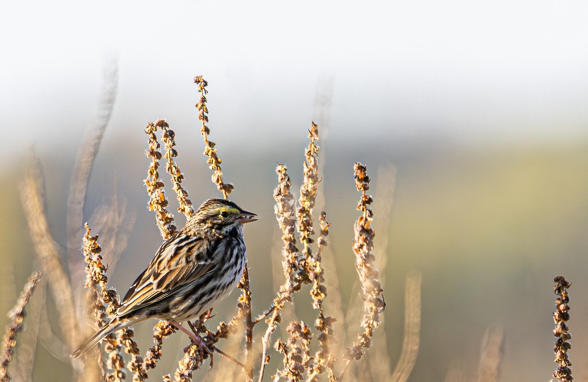 Savannah Sparrow - ML644186143