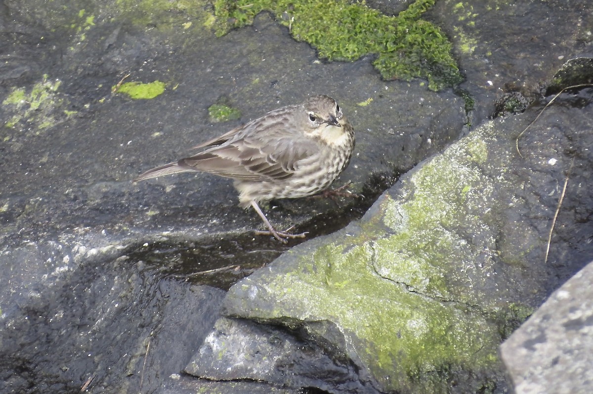 Rock Pipit - ML644186145
