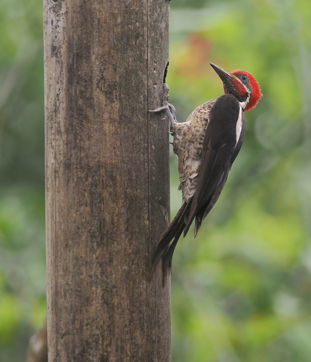Lineated Woodpecker (Dusky-winged) - ML644186146