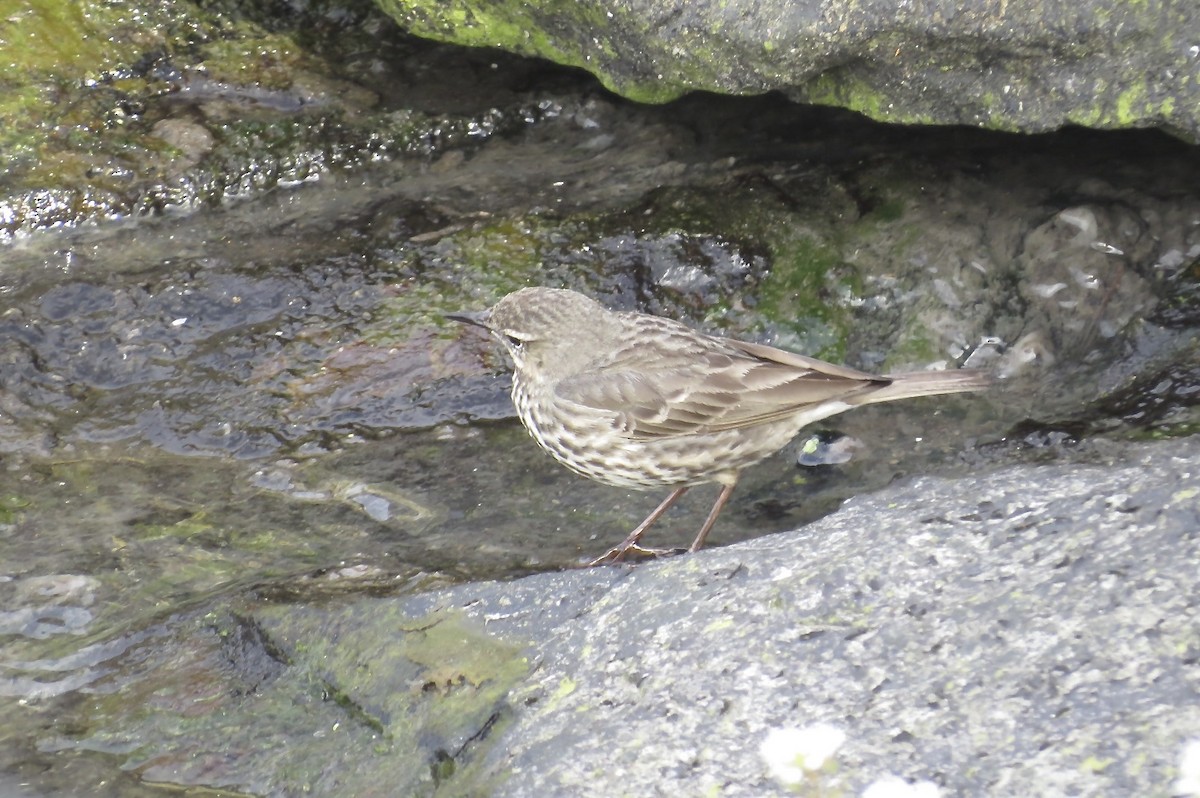 Rock Pipit - ML644186159
