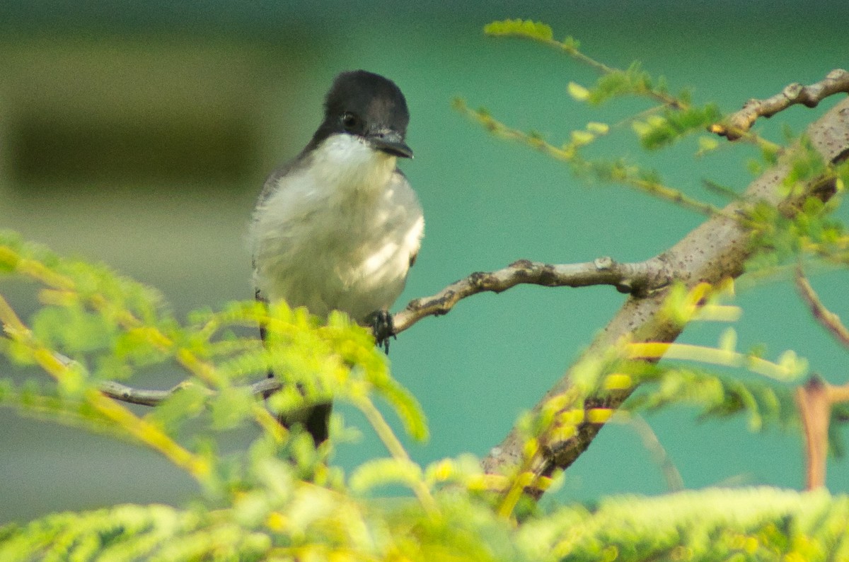 Loggerhead Kingbird - ML644186161