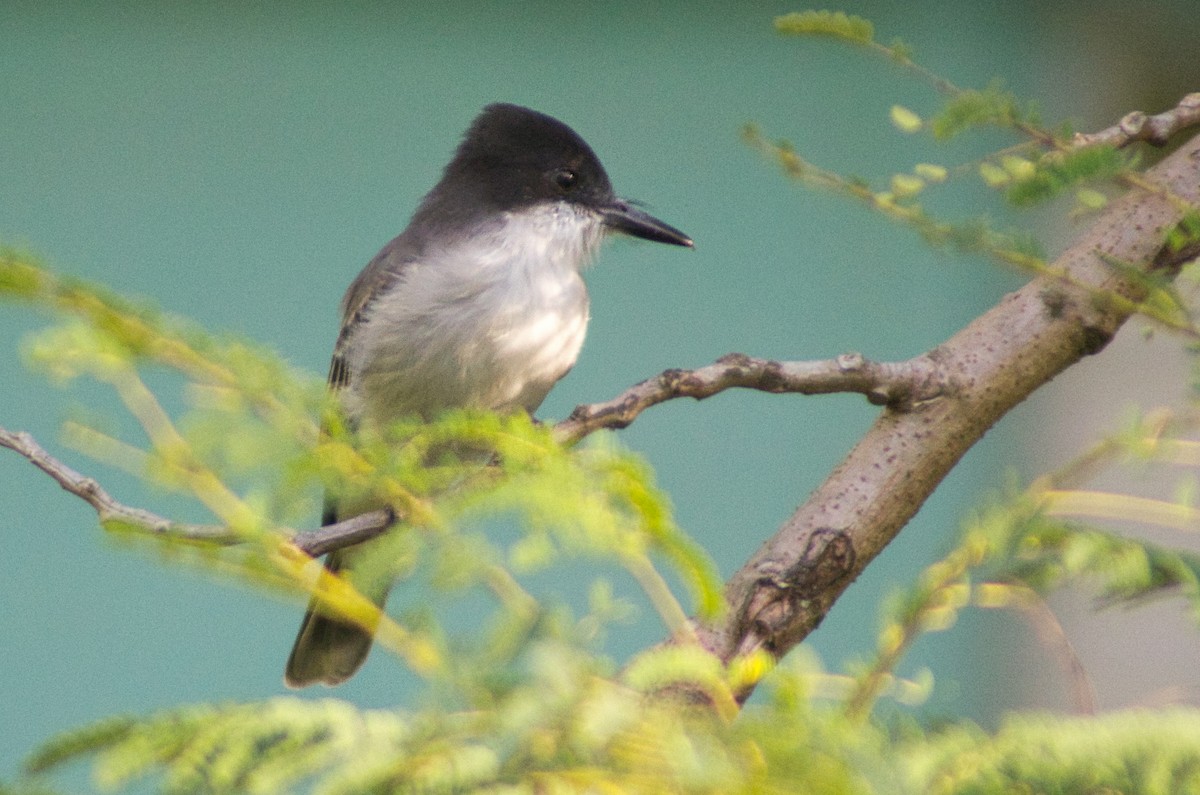 Loggerhead Kingbird - ML644186162