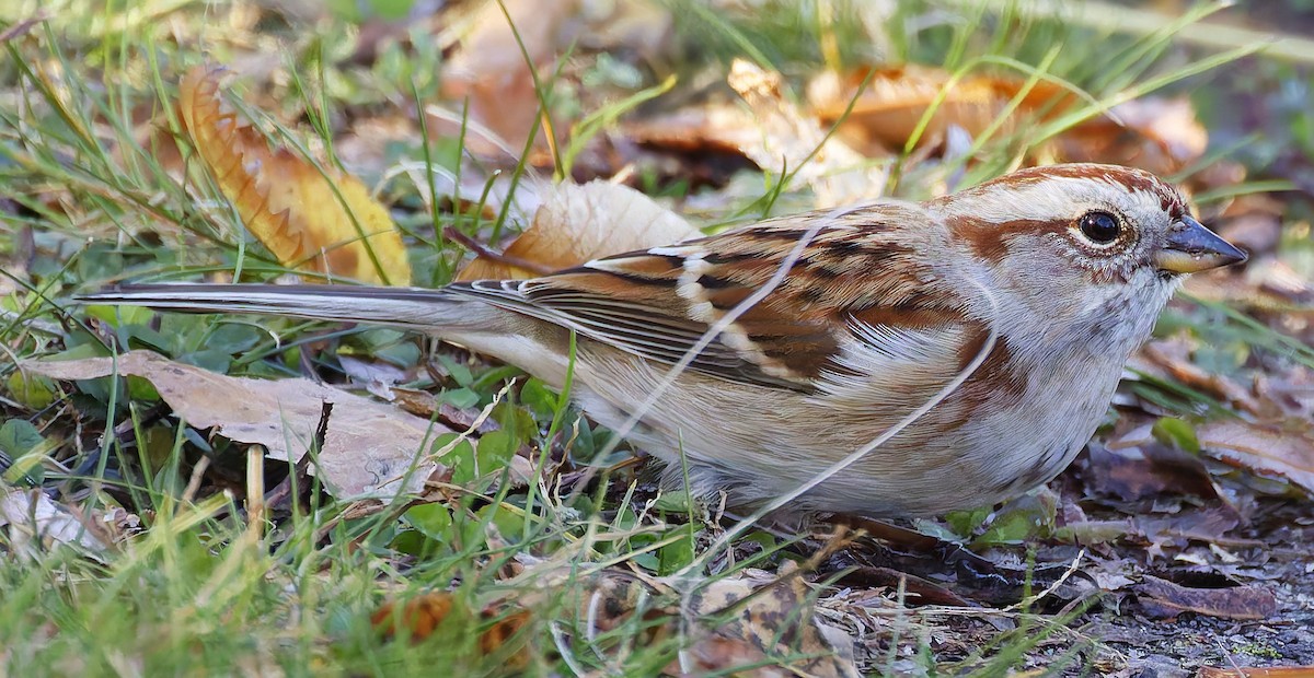 American Tree Sparrow - ML644186179