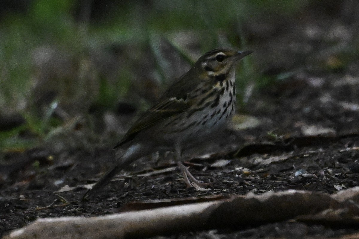Olive-backed Pipit - ML644186181