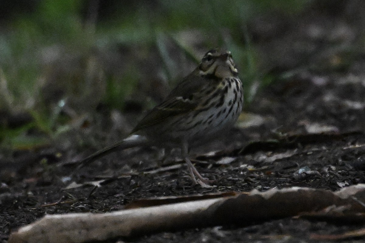 Olive-backed Pipit - ML644186182