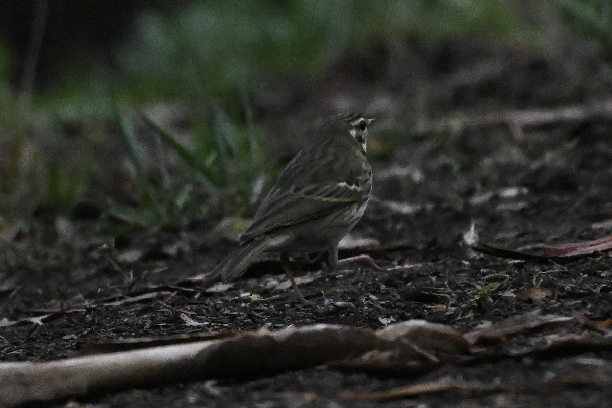 Olive-backed Pipit - ML644186183