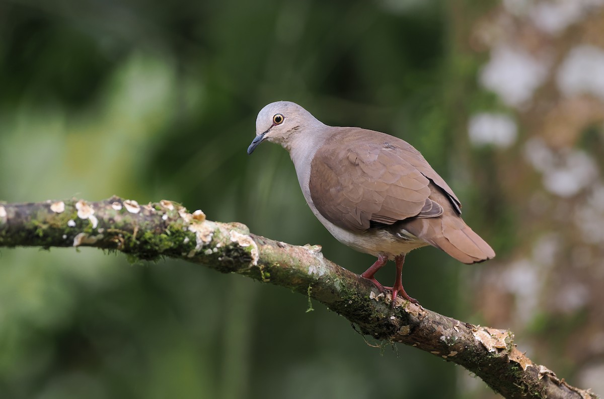 Pallid Dove - ML644186188