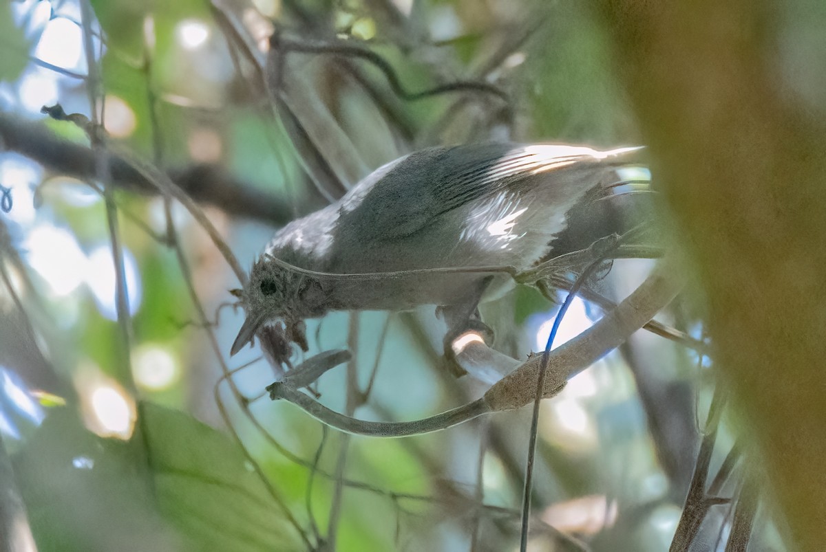 ムジヒメアリサザイ - ML644186189