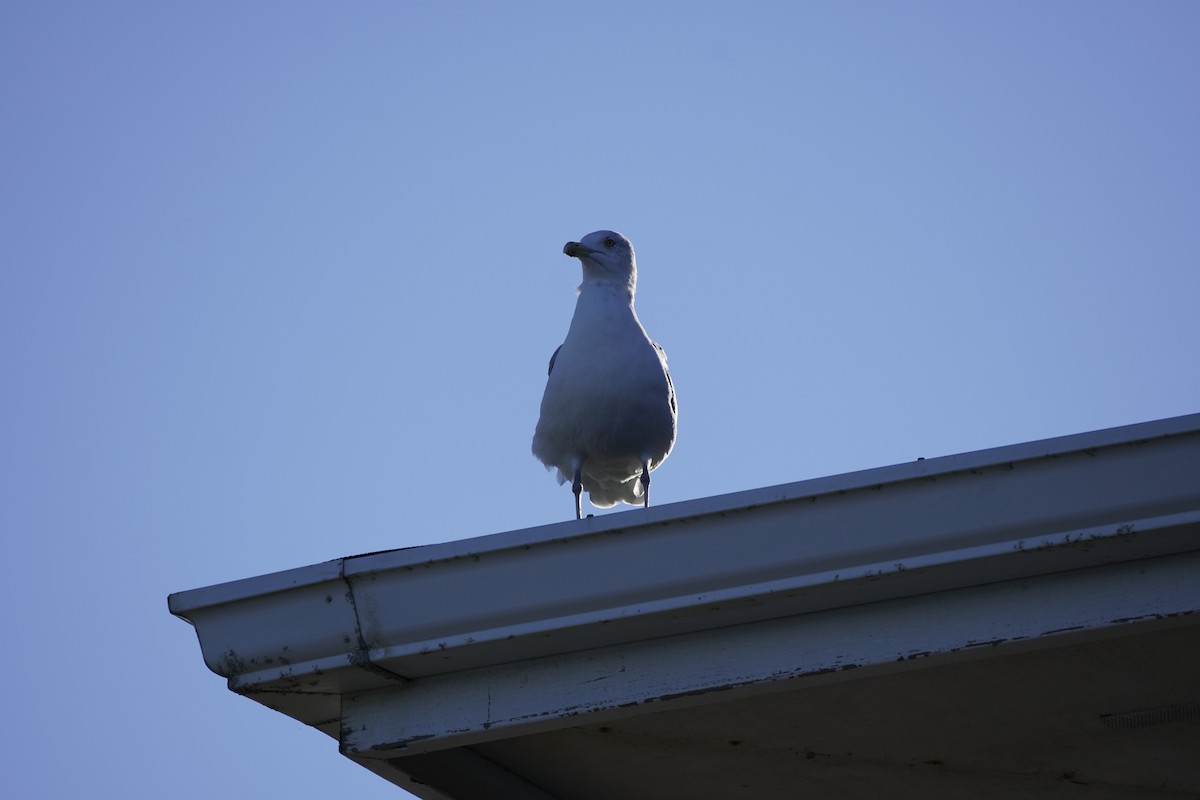 Ring-billed Gull - ML644186191