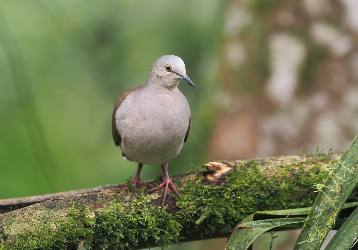 Pallid Dove - ML644186197