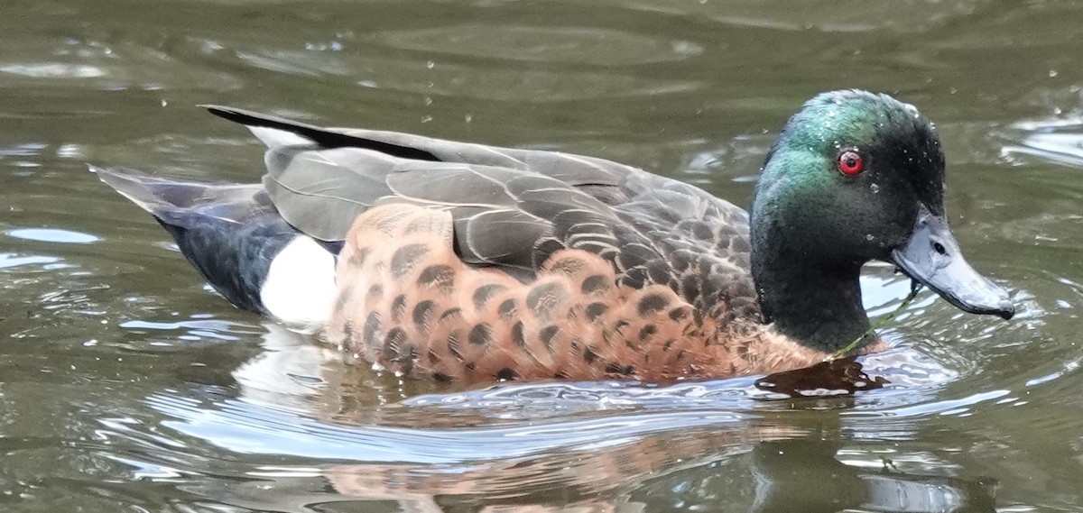 Chestnut Teal - ML644186232