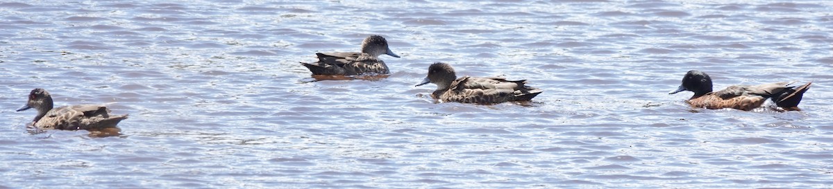 Chestnut Teal - ML644186233