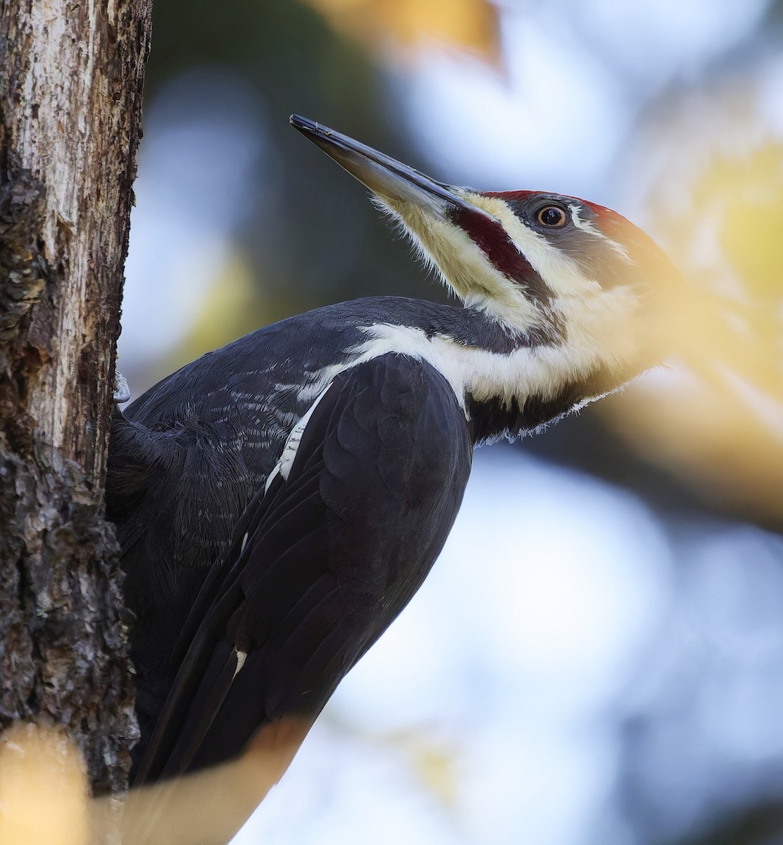 Pileated Woodpecker - ML644186236