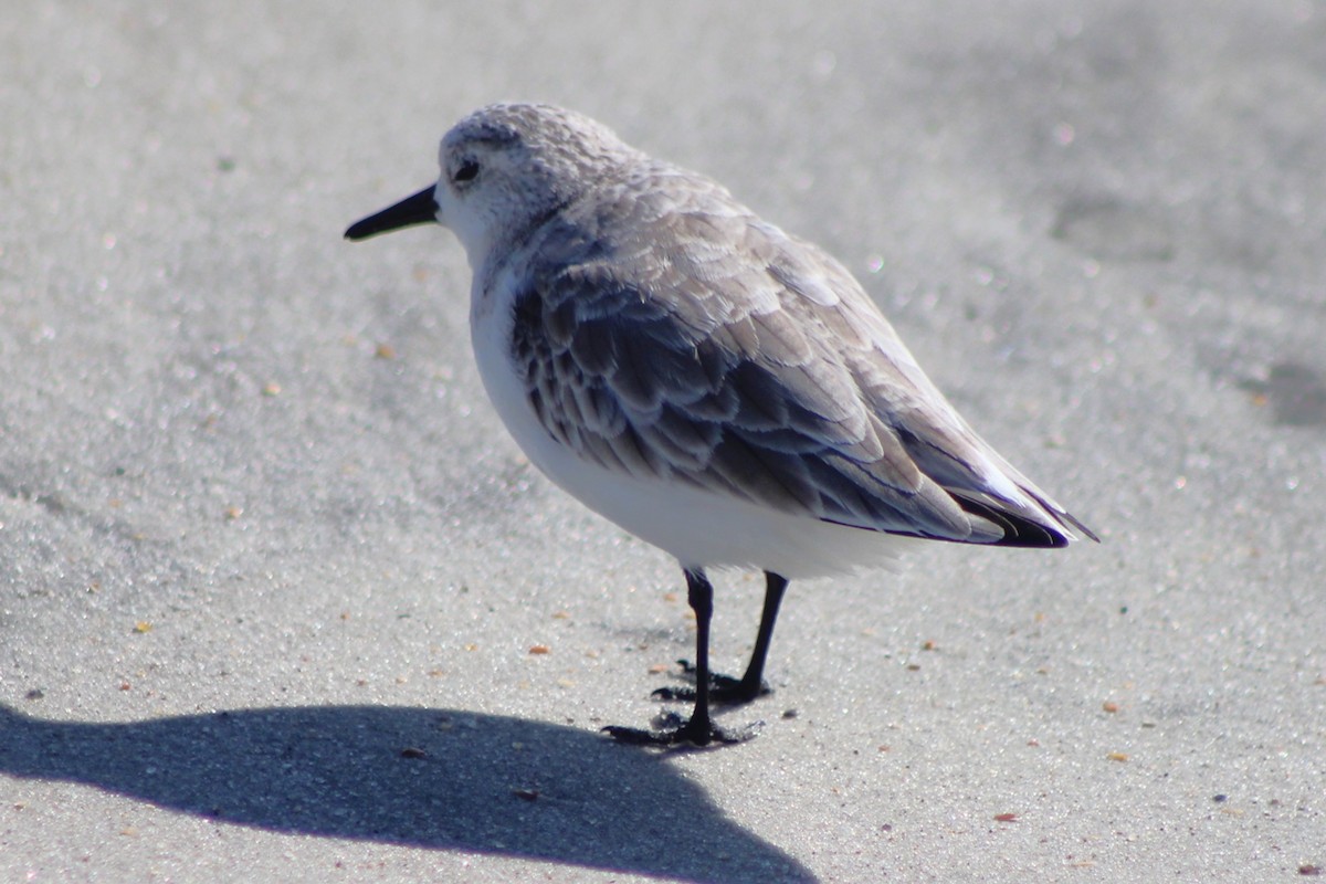 Sanderling - ML644186254