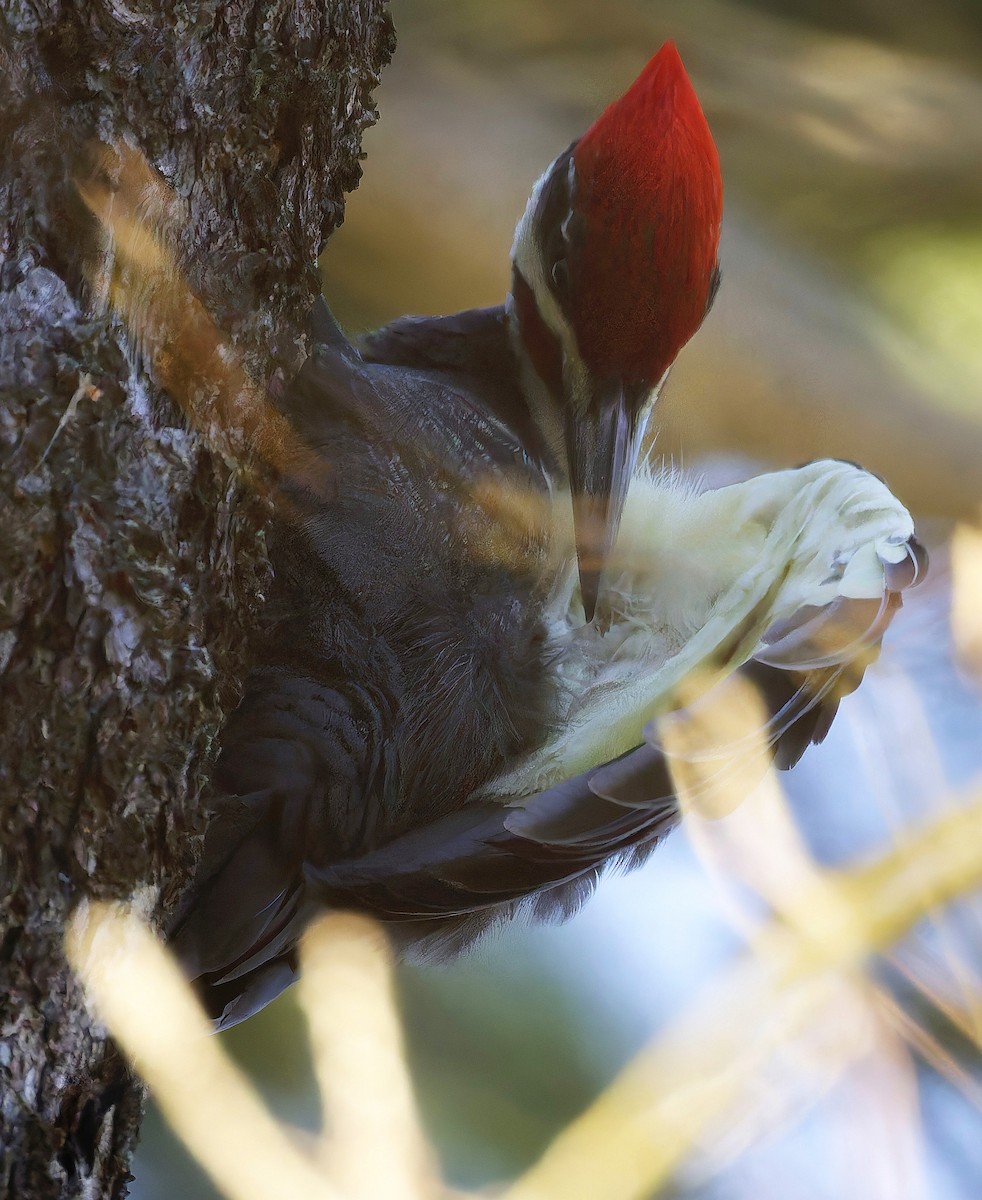 Pileated Woodpecker - ML644186263