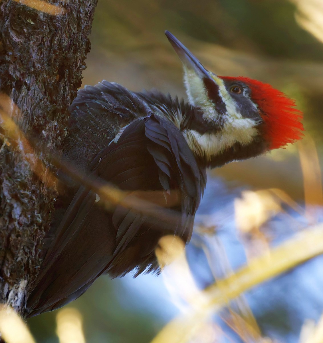 Pileated Woodpecker - ML644186272
