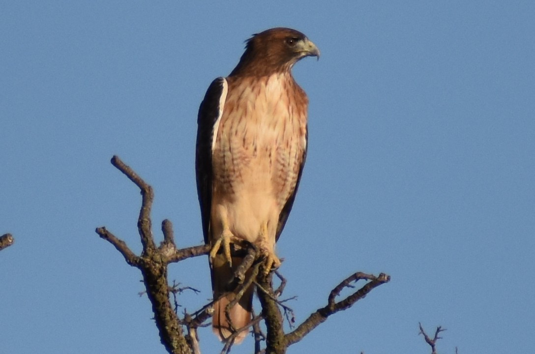 Rotschwanzbussard - ML644186278