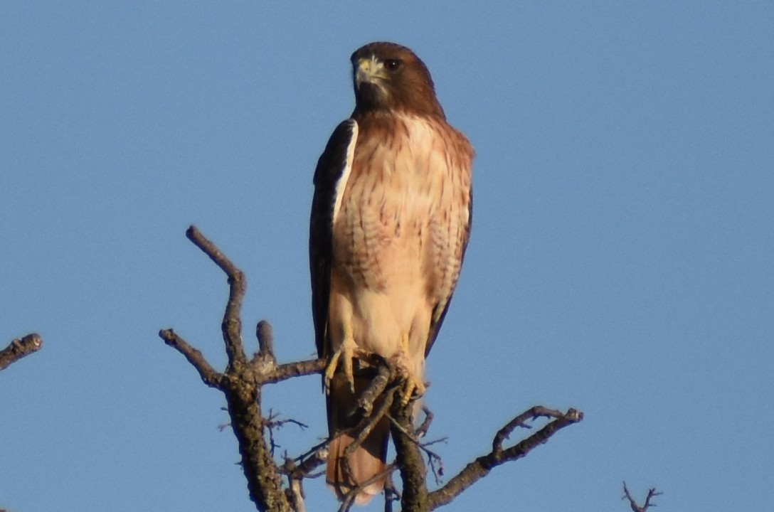 Rotschwanzbussard - ML644186279