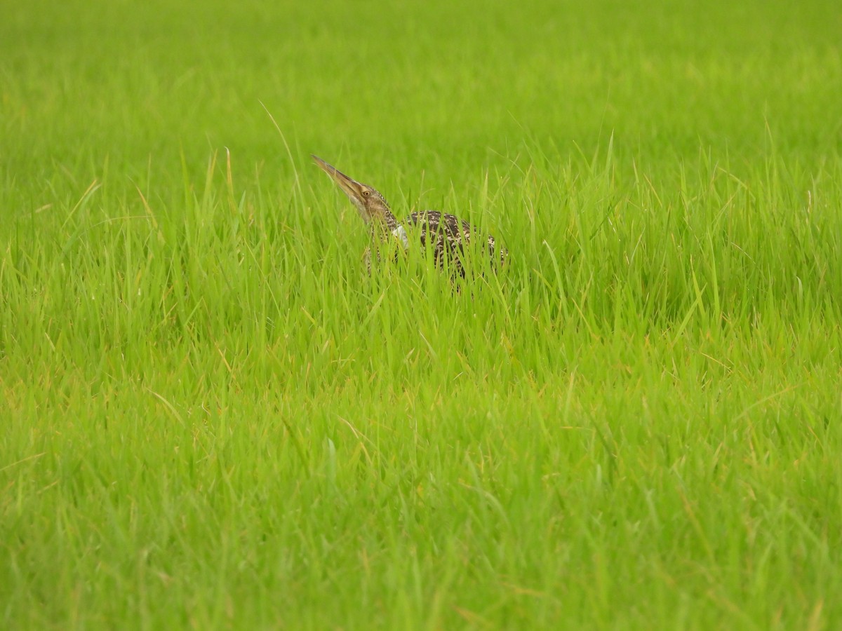 Pinnated Bittern - ML644186284