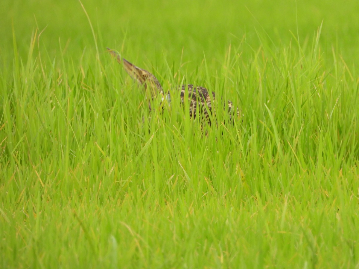 Pinnated Bittern - ML644186286