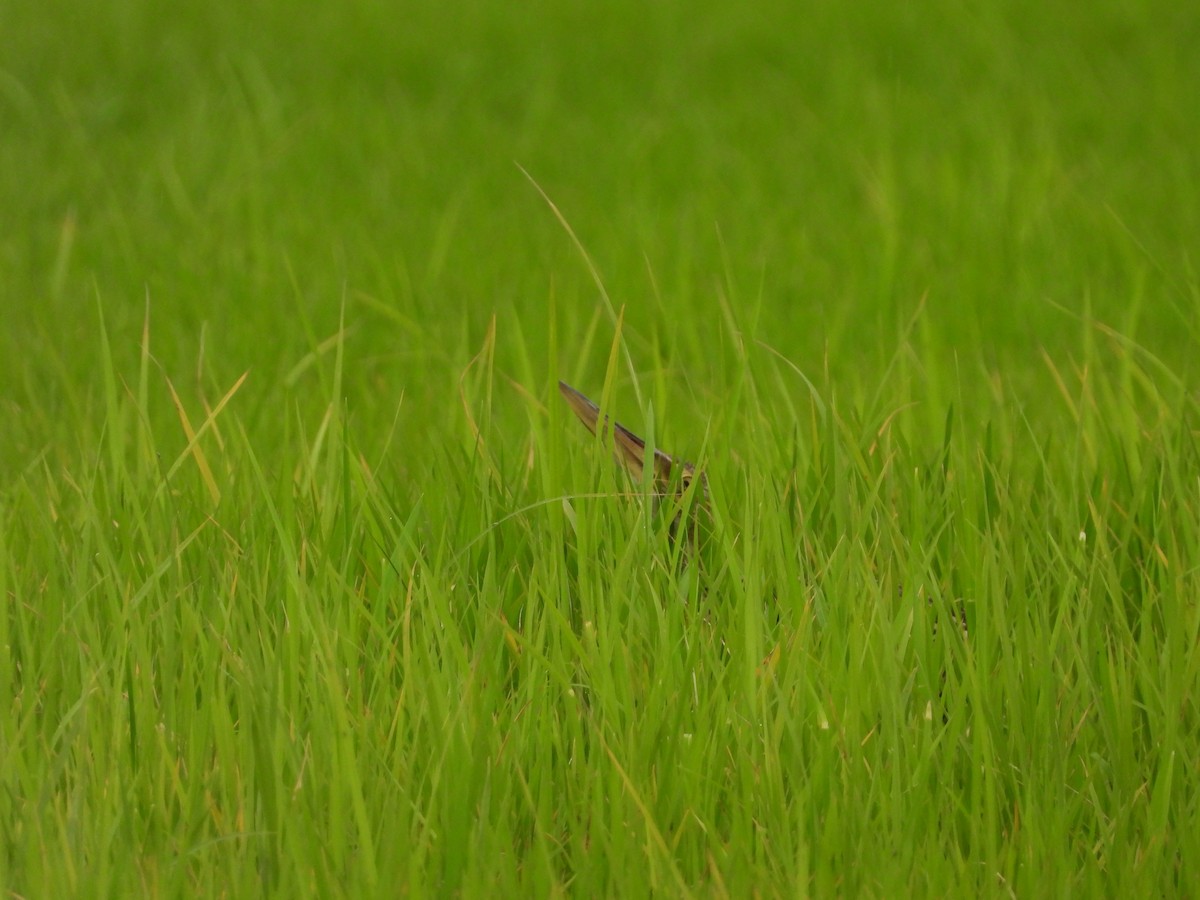 Pinnated Bittern - ML644186287