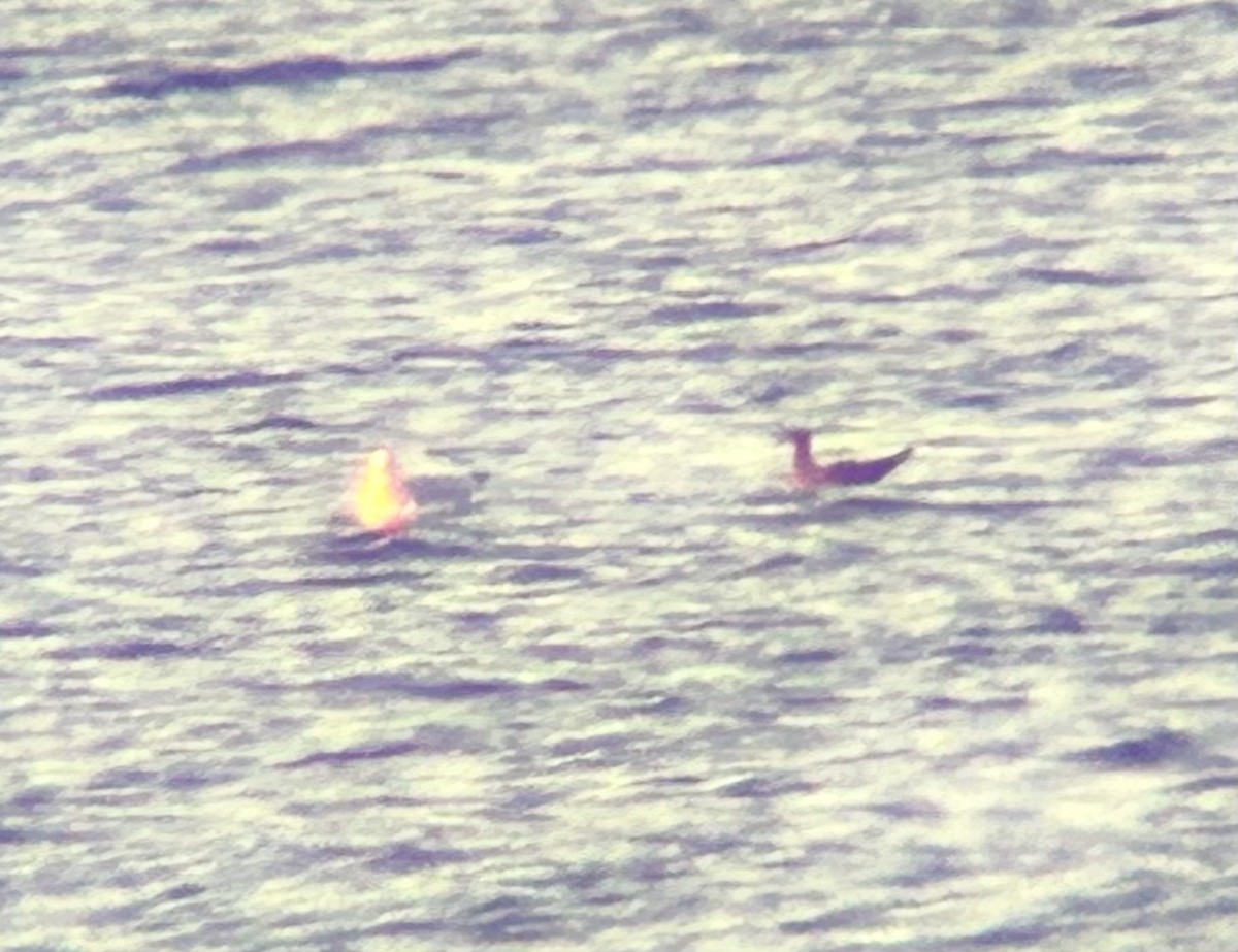 Heermann's Gull - ML644186290