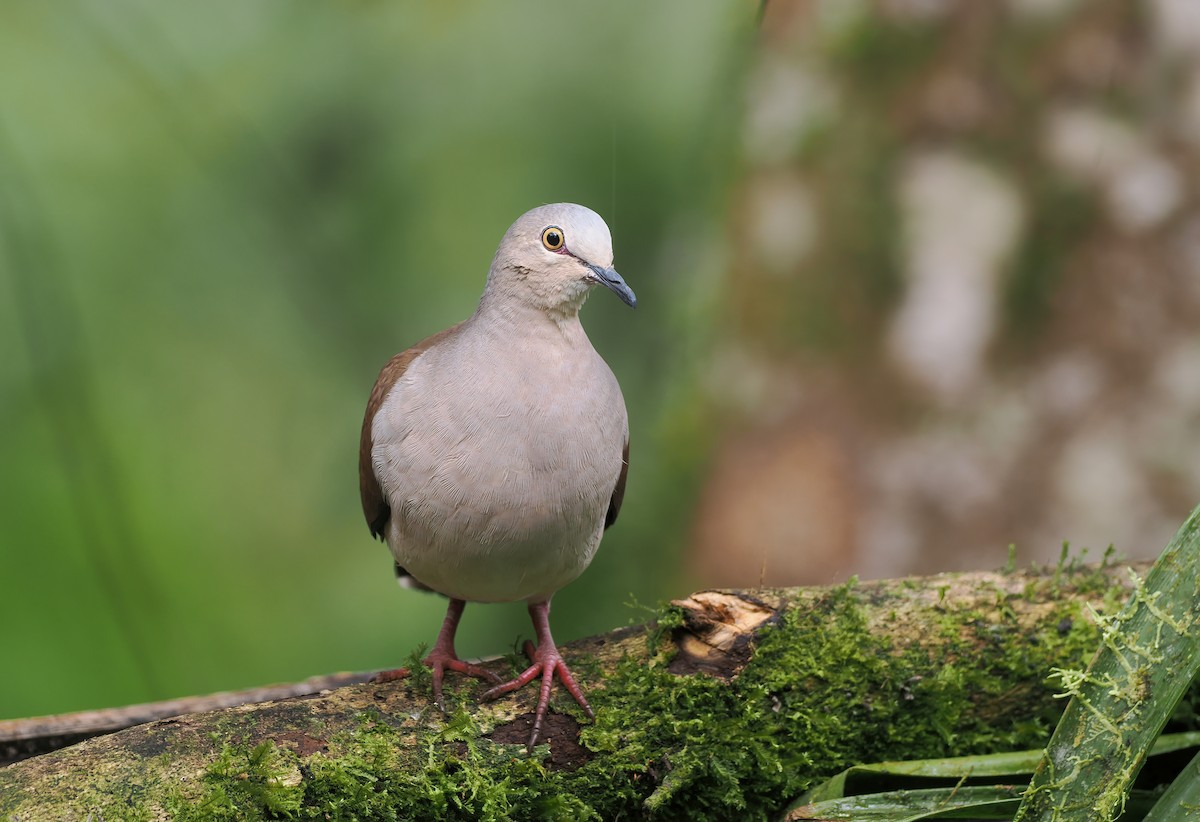 Pallid Dove - ML644186293