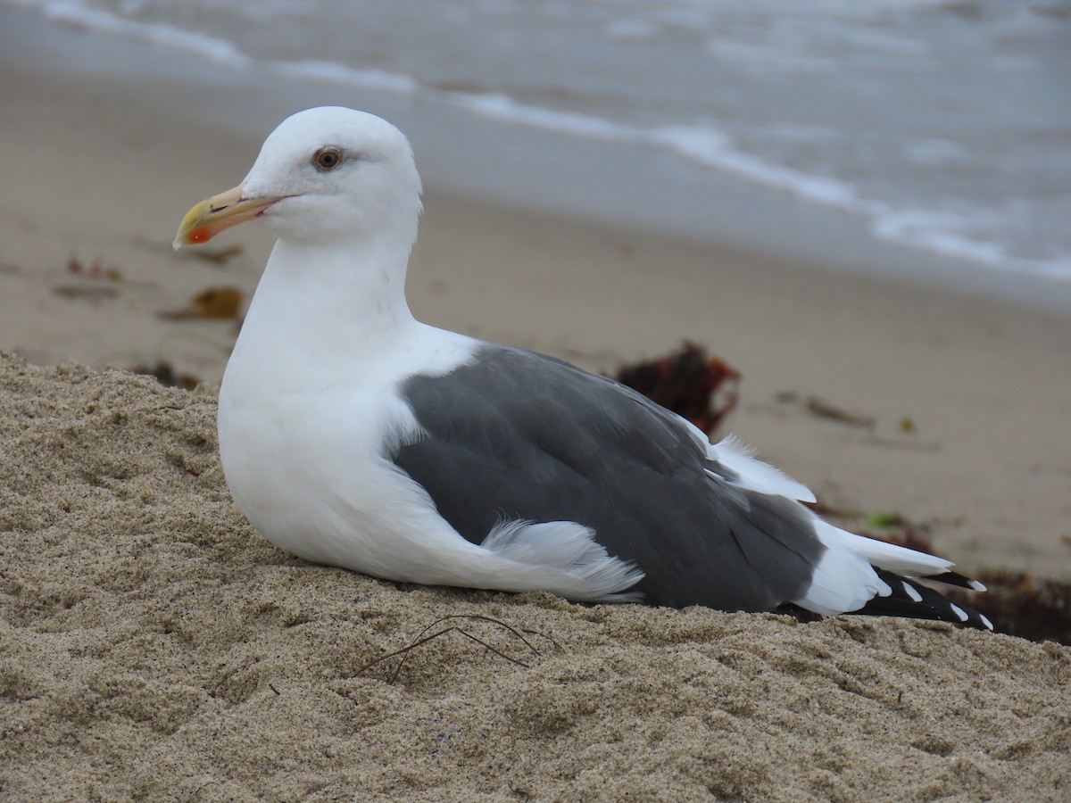Western Gull - ML644186295
