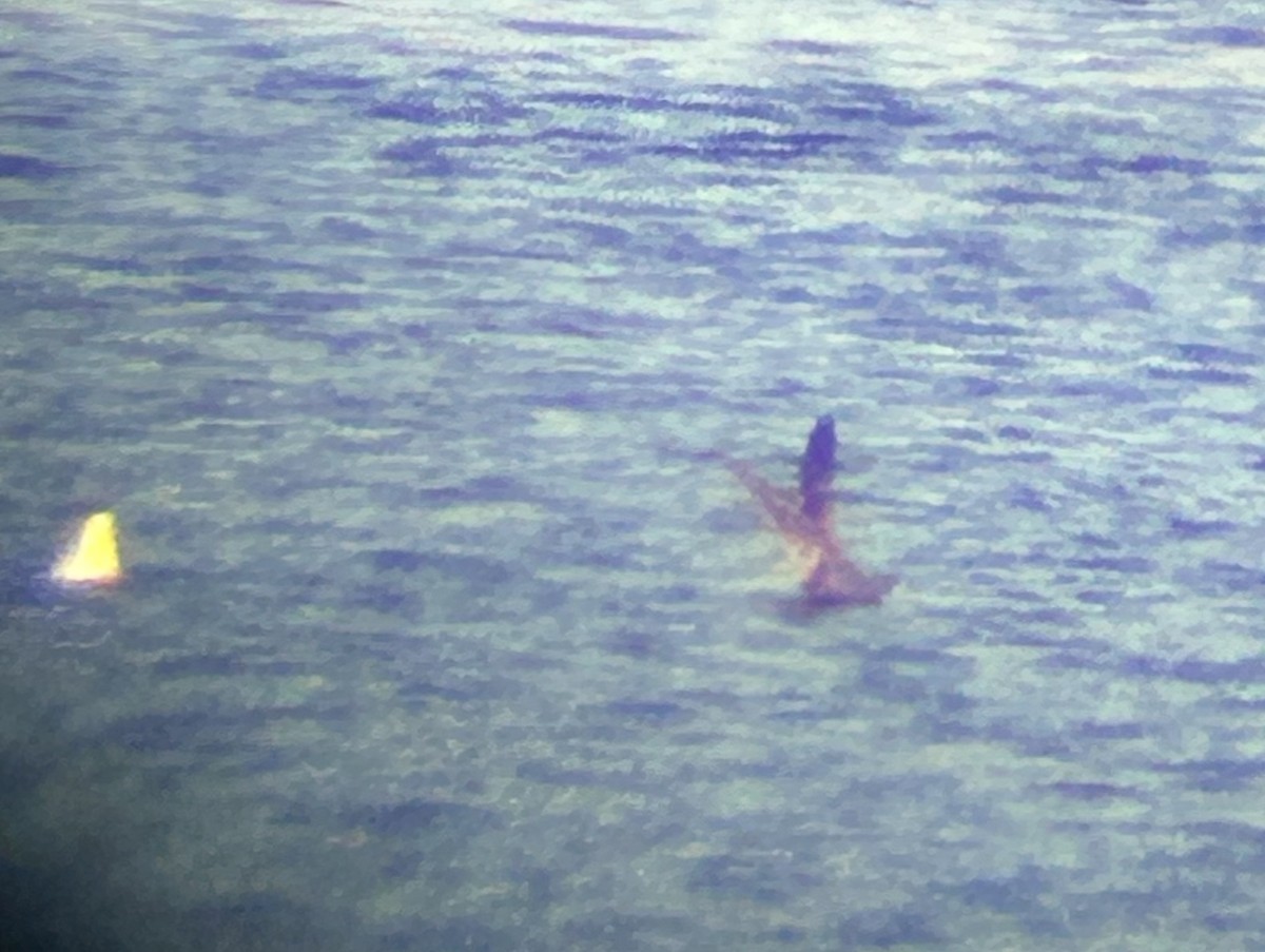 Heermann's Gull - ML644186296