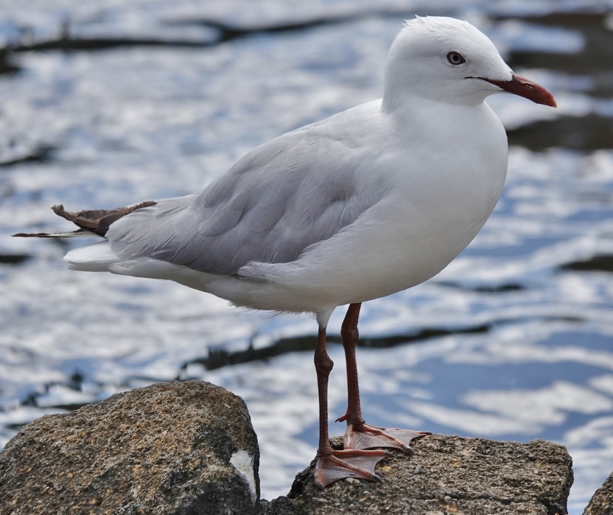 Mouette argentée (novaehollandiae/forsteri) - ML644186298