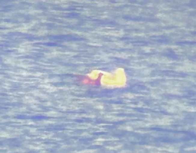 Heermann's Gull - ML644186303