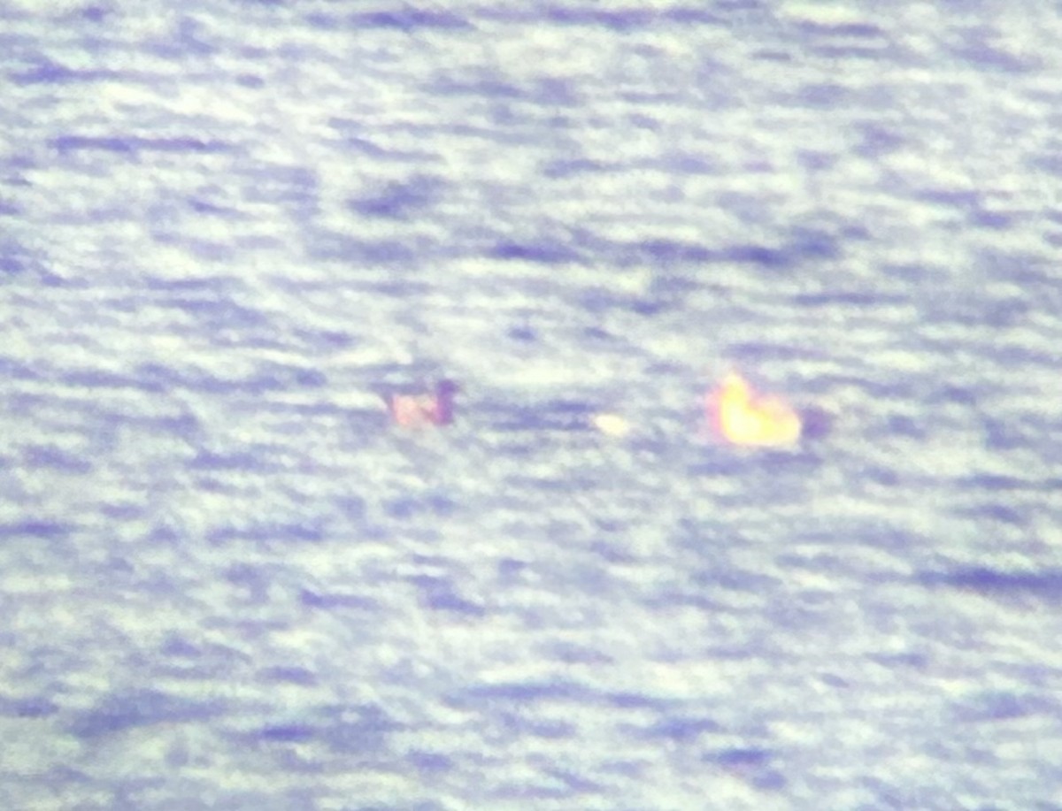 Heermann's Gull - ML644186310