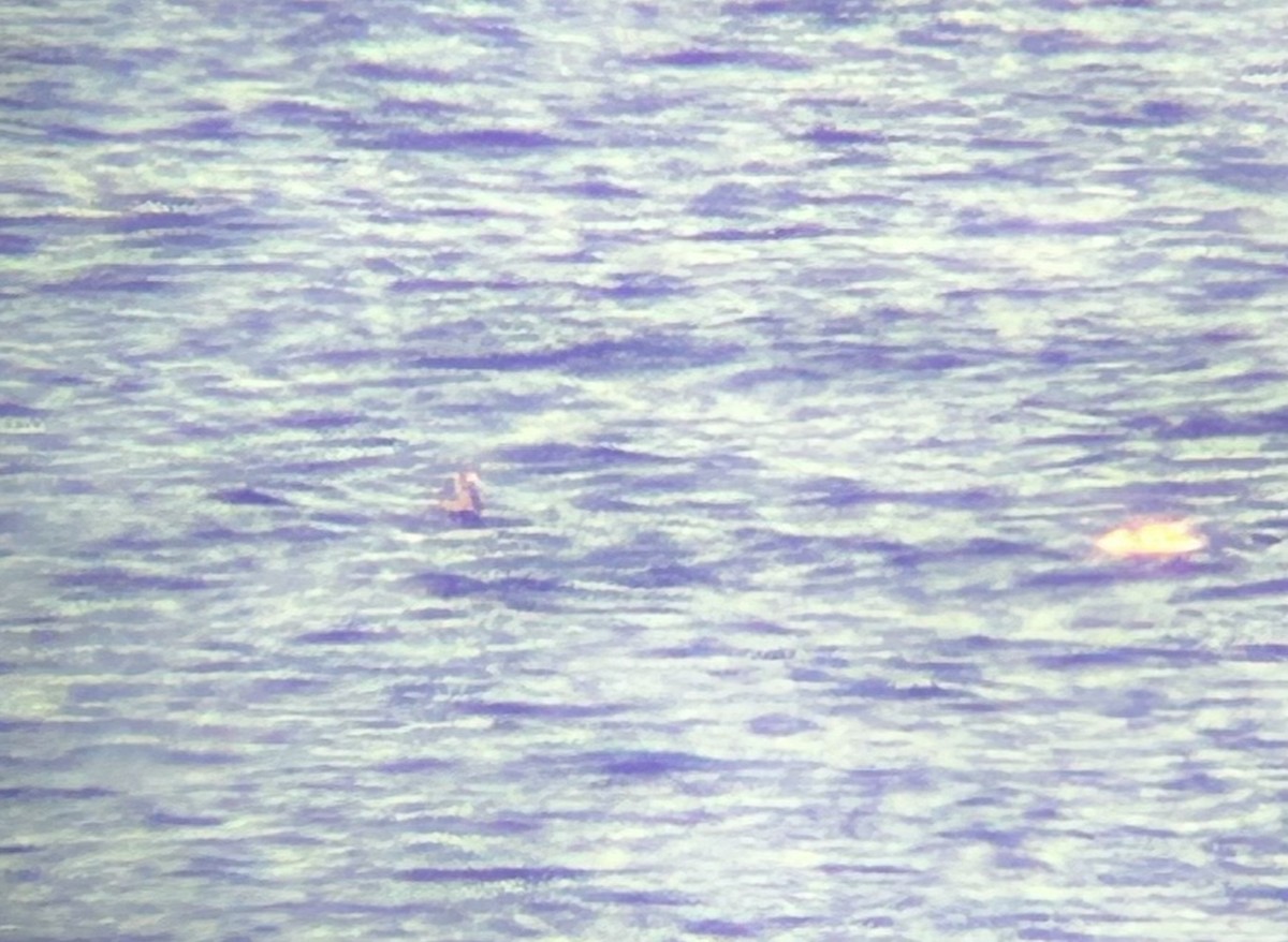 Heermann's Gull - ML644186315