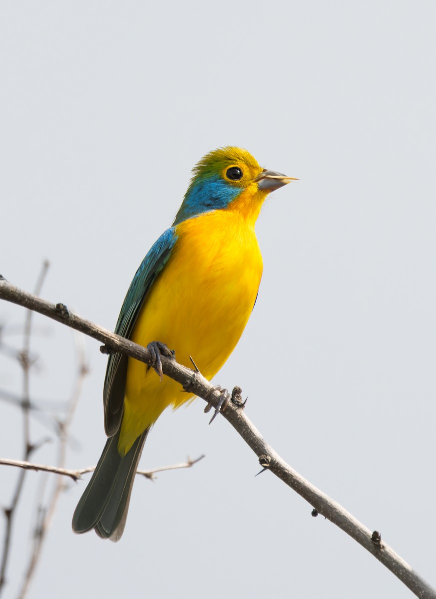 Passerin arc-en-ciel - ML644186323