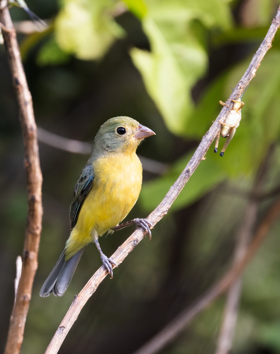 Passerin arc-en-ciel - ML644186327