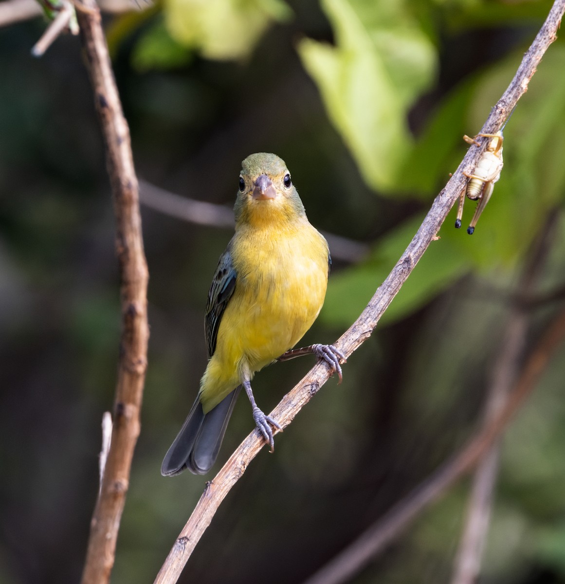 Passerin arc-en-ciel - ML644186328