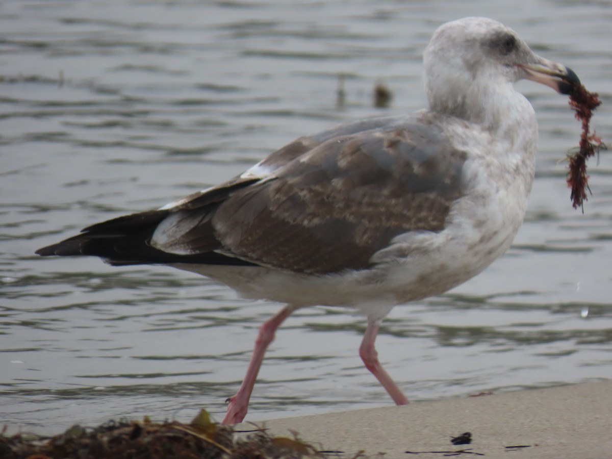Western Gull - ML644186329