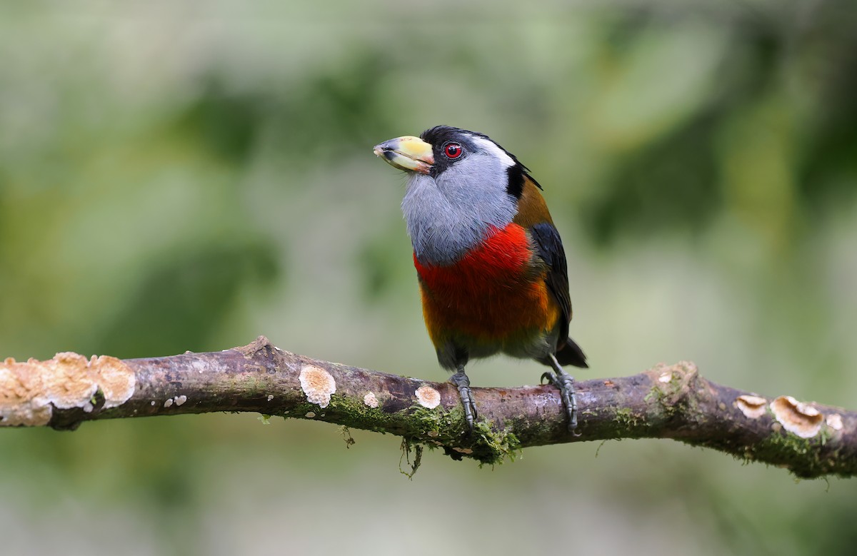 bradáček tukaní - ML644186331