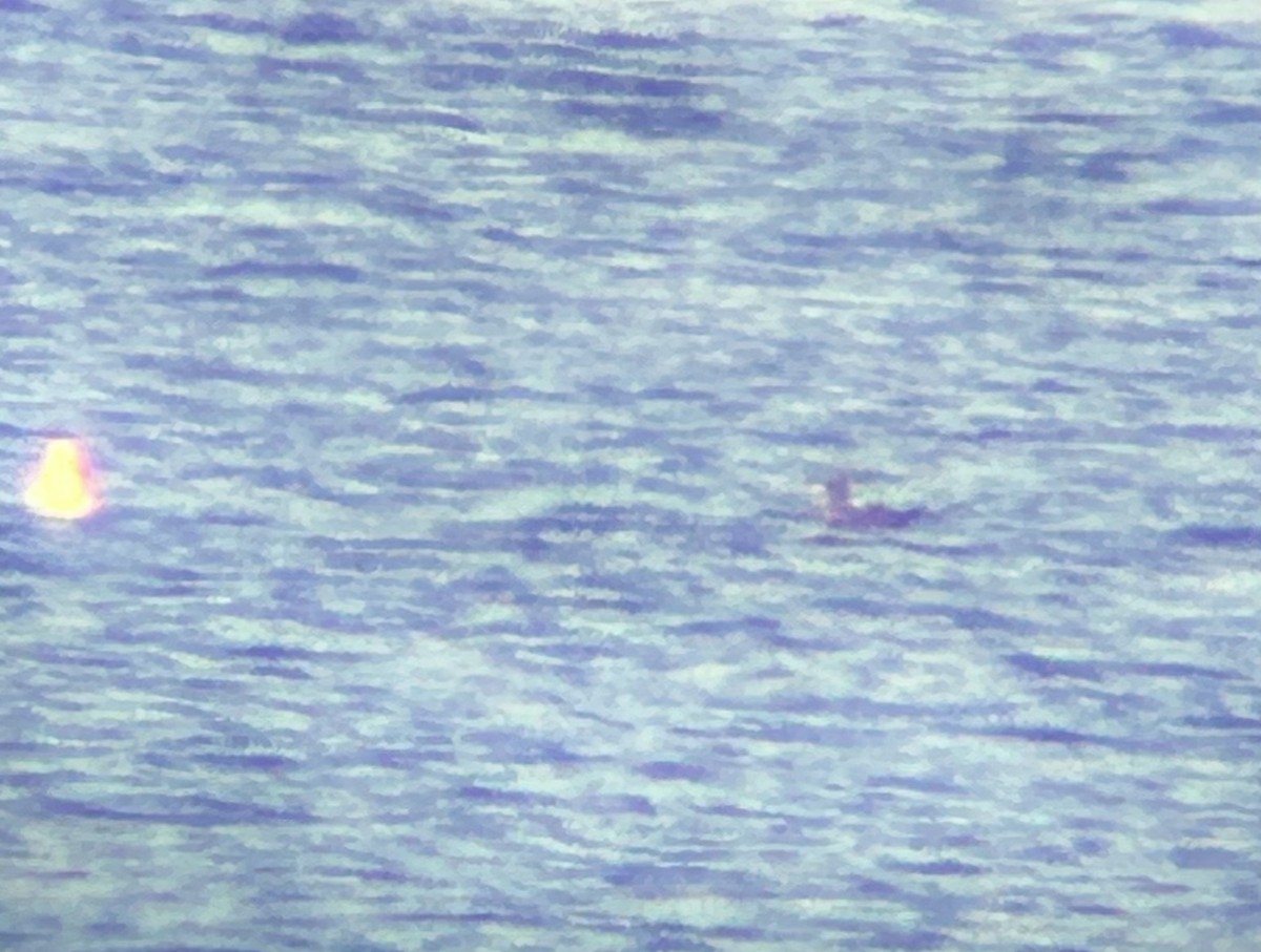 Heermann's Gull - ML644186335