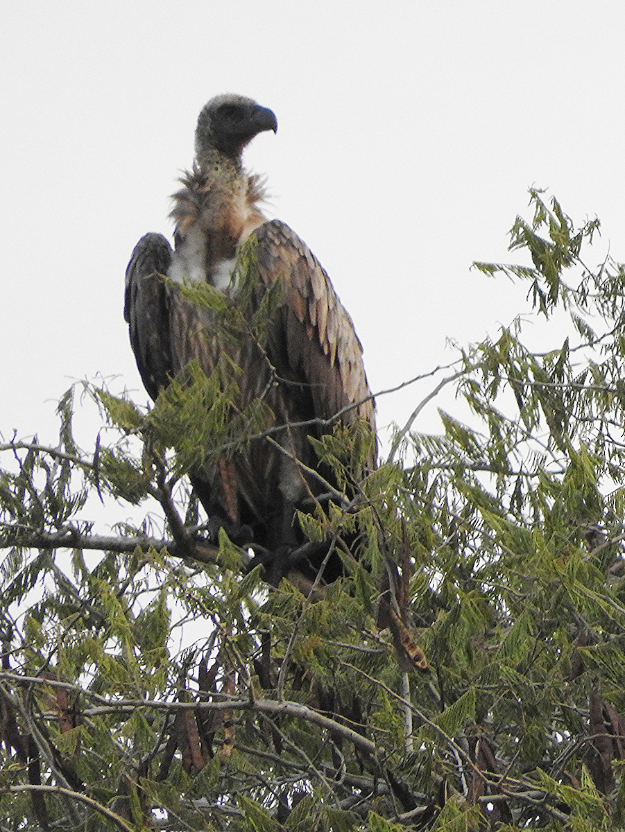 White-backed Vulture - ML644186340